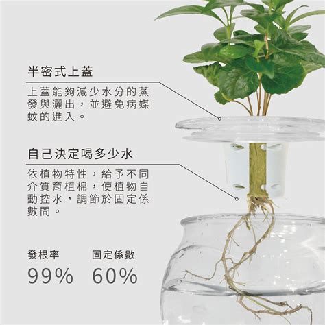 水耕植物種類|適合水耕的植物：水耕盆栽完整指南！ 